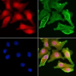 Invitrogen DAP Polyclonal Antibody 100 &mu;L; Unconjugated:Antibodies,