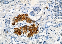 Invitrogen DAP Polyclonal Antibody 100 &mu;L; Unconjugated:Antibodies,