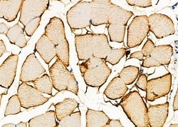 Invitrogen DAP Polyclonal Antibody 100 &mu;L; Unconjugated:Antibodies,