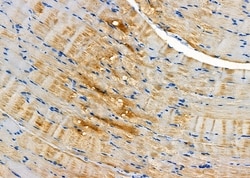 Invitrogen DAP Polyclonal Antibody 100 &mu;L; Unconjugated:Antibodies,
