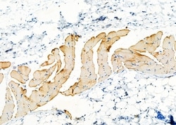 Invitrogen DAP Polyclonal Antibody 100 &mu;L; Unconjugated:Antibodies,