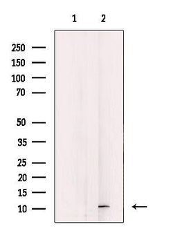Invitrogen DAP Polyclonal Antibody 100 &mu;L; Unconjugated:Antibodies,