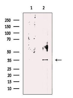 Invitrogen PP2A alpha/beta Polyclonal Antibody 100 &mu;L; Unconjugated:Antibodies,