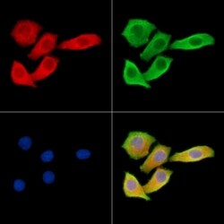 Invitrogen MAP1A Polyclonal Antibody 100 &mu;L; Unconjugated:Antibodies,