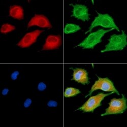Invitrogen MAP1A Polyclonal Antibody 100 &mu;L; Unconjugated:Antibodies,