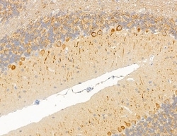 Invitrogen MAP1A Polyclonal Antibody 100 &mu;L; Unconjugated:Antibodies,
