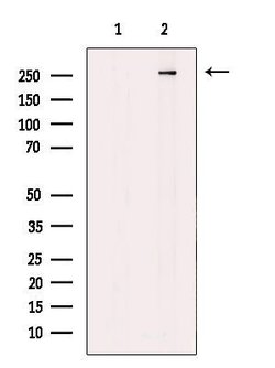 Invitrogen MAP1A Polyclonal Antibody 100 &mu;L; Unconjugated:Antibodies,