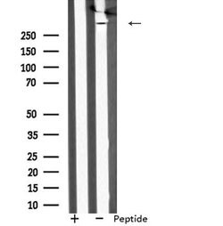 Invitrogen MAP1A Polyclonal Antibody 100 &mu;L; Unconjugated:Antibodies,