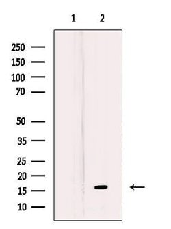 Invitrogen MRPL27 Polyclonal Antibody 100 &mu;L; Unconjugated:Antibodies,