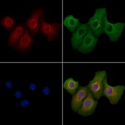 Invitrogen IMMP1L Polyclonal Antibody 100 &mu;L; Unconjugated:Antibodies,