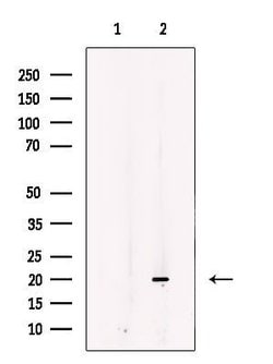 Invitrogen IMMP1L Polyclonal Antibody 100 &mu;L; Unconjugated:Antibodies,