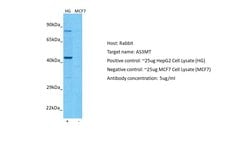 Invitrogen AS3MT Polyclonal Antibody 100 &mu;L; Unconjugated:Antibodies,