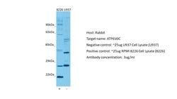 Invitrogen ATP6V0C Polyclonal Antibody 100 &mu;L; Unconjugated:Antibodies,