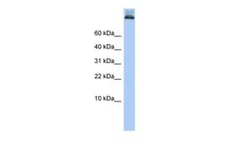Invitrogen&trade;&nbsp;alpha COP Polyclonal Antibody