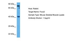 FOXA3 Polyclonal Antibody, Invitrogen 100 &mu;L; Unconjugated:Antibodies,