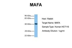 Invitrogen c-MAF Polyclonal Antibody 100 &mu;L | Buy Online | Invitrogen&trade; | Fisher Scientific