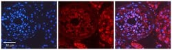 Invitrogen Myosin Skeletal Muscle Polyclonal Antibody 100 &mu;L; Unconjugated:Antibodies,