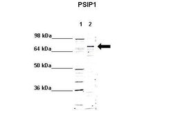 Invitrogen PSIP1 Polyclonal Antibody 100 &mu;L; Unconjugated:Antibodies,