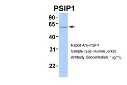 Invitrogen PSIP1 Polyclonal Antibody 100 &mu;L; Unconjugated:Antibodies,