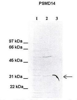 Invitrogen PSMD14 Polyclonal Antibody 100 &mu;L; Unconjugated:Antibodies,
