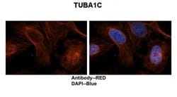 Invitrogen TUBA1C Polyclonal Antibody 100 μL; Unconjugated:Antibodies,
