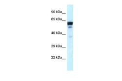 Invitrogen TUBA1C Polyclonal Antibody 100 μL; Unconjugated:Antibodies,