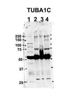 Invitrogen TUBA1C Polyclonal Antibody 100 μL; Unconjugated:Antibodies,