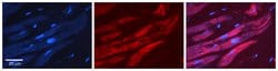 Invitrogen ALAD Polyclonal Antibody 100 &mu;L; Unconjugated:Antibodies,
