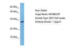 Invitrogen APOBEC3F Polyclonal Antibody 100 μL; Unconjugated:Antibodies,