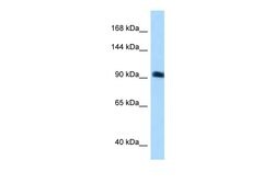 Invitrogen SGEF Polyclonal Antibody 100 &mu;L; Unconjugated:Antibodies,