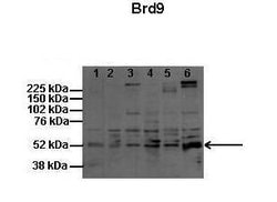 Invitrogen BRD9 Polyclonal Antibody 100 &mu;L; Unconjugated:Antibodies,