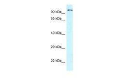 Invitrogen CDK11A Polyclonal Antibody 100 &mu;L; Unconjugated:Antibodies,
