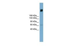 Invitrogen GP340 Polyclonal Antibody 100 &mu;L; Unconjugated:Antibodies,