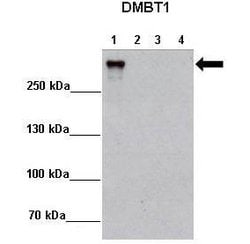 Invitrogen GP340 Polyclonal Antibody 100 &mu;L; Unconjugated:Antibodies,