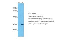 Invitrogen DNASE1L3 Polyclonal Antibody 100 &mu;L; Unconjugated:Antibodies,