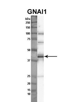 Invitrogen GNAI1 Polyclonal Antibody 100 &mu;L; Unconjugated:Antibodies,