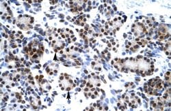 Invitrogen HES7 Polyclonal Antibody 100 &mu;L; Unconjugated:Antibodies,