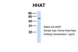 HHAT Polyclonal Antibody:Antibodies, Polyclonal