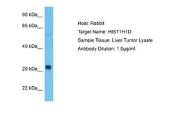 Invitrogen Histone H1.3 Polyclonal Antibody 100 μL; Unconjugated:Antibodies,