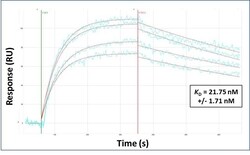 Invitrogen Ifi204 Polyclonal Antibody 100 &mu;L | Buy Online | Invitrogen&trade; | Fisher Scientific