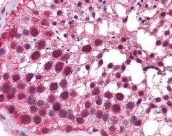 Invitrogen KLF9 Polyclonal Antibody 100 μL; Unconjugated:Antibodies,