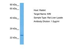 Invitrogen KLF9 Polyclonal Antibody 100 μL; Unconjugated:Antibodies,