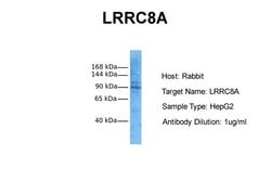 Invitrogen LRRC8A Polyclonal Antibody 100 &mu;L | Buy Online | Invitrogen&trade; | Fisher Scientific