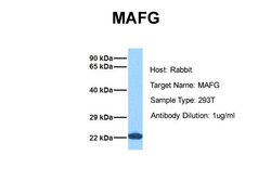 Invitrogen MAFG Polyclonal Antibody 100 μL; Unconjugated:Antibodies,