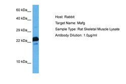 Invitrogen MAFG Polyclonal Antibody 100 μL; Unconjugated:Antibodies,