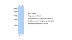 Invitrogen MARCO Polyclonal Antibody 100 &mu;L; Unconjugated:Antibodies,