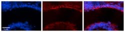 Invitrogen MICALL1 Polyclonal Antibody 100 &mu;L; Unconjugated:Antibodies,