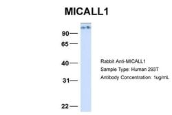 Invitrogen MICALL1 Polyclonal Antibody 100 &mu;L; Unconjugated:Antibodies,