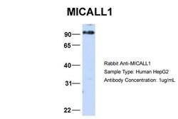 Invitrogen MICALL1 Polyclonal Antibody 100 &mu;L; Unconjugated:Antibodies,