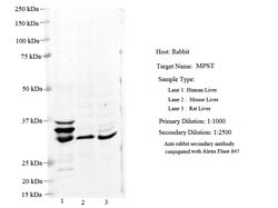 Invitrogen MPST Polyclonal Antibody 100 &mu;L; Unconjugated:Antibodies,